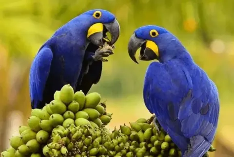Macaw Tours 5D4N Tambopata-avontuur